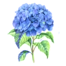 Blue Hydrangea